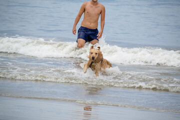 Na praia golden retriever é uma raça canina do tipo retriever originária da Grã-bretanha, e foi...