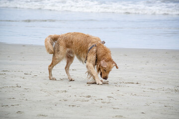 Na praia golden retriever é uma raça canina do tipo retriever originária da Grã-bretanha, e foi...