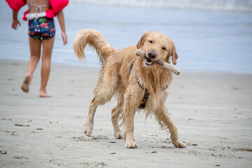 Na praia golden retriever é uma raça canina do tipo retriever originária da Grã-bretanha, e foi...