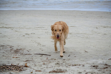 Na praia golden retriever é uma raça canina do tipo retriever originária da Grã-bretanha, e foi...