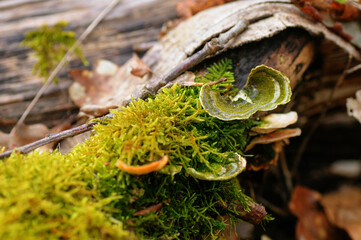Fungus growing on a tree stump in the forest. Selective focus.
