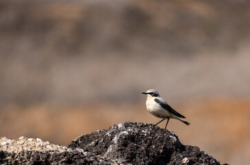 Traquet motteux (Oenanthe oenanthe)