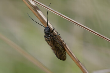 Alderfly (Sialis lutaria) on a plant stem