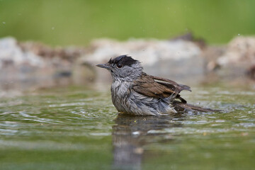 The blackcap,, Sylvia atricapilla,, in its natural environment, Danubian wetland, Slovakia