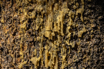 Dried Pine Sap Drips Down Bark
