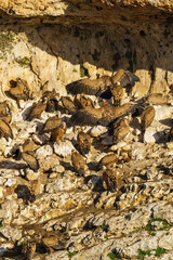 Griffon Vultures nesting in granite rock gullies