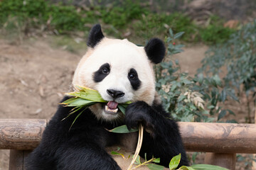 Close up Cute Fluffy Panda in South Korea