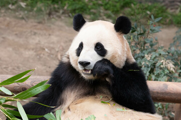 Fototapeta na wymiar Close up Cute Fluffy Panda in South Korea