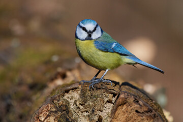 Fototapeta premium Blue tit,, Cyanistes caeruleus,, in its natural environment, Danubian wetland, Slovakia