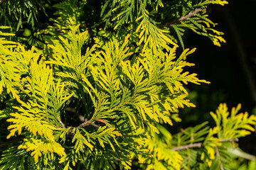 Thuja occidentalis Litomysl (northern or eastern white cedar) Close-up of yellow-green thuja leaf...