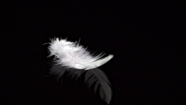 The feather falls in slow motion on a black reflective background. The fingers grab the feathers and take them away.