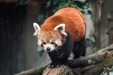 Fototapeta premium Red panda on a tree, Ailurus Fulgens