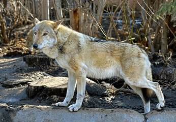 Gray wolf (Canis lupus) in spring