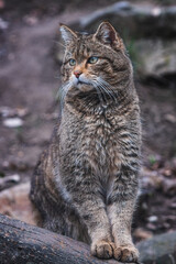 Naklejka na ściany i meble European wild cat, Felis silvestris