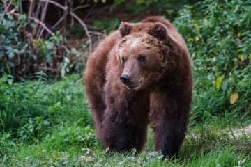 Obraz na płótnie Canvas Kamchatka brown bear, Ursus arctos beringianus