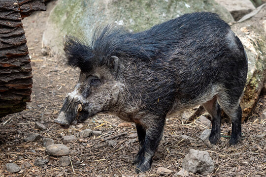Rare visayan warty pig, Sus cebifrons negrinus