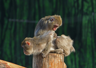 Japanese macaques  (Macaca fuscata) grooming