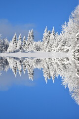 Obraz premium A snowy forest, Sainte-Apolline, Québec, Canada