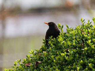 the blackbird sits proudly  on a bush and enjoy it