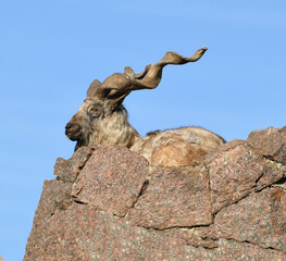  Old male markhor (Capra falconeri) lies on rock