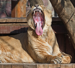 Lioness's mouth and teeth. Asiatic lioness (Panthera Leo Persica)