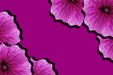 Realistic pink petunia in cut out paper style with copy space. Big horizontal banner with spring flowers. Mother's day poster. Spring flowers.