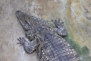 Crocodile resting on a rock. Close-up of the reptile's head