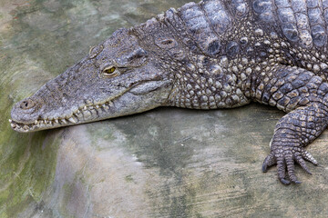 Crocodile resting on a rock. Close-up of the reptile's head