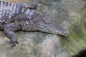 Crocodile resting on a rock. Close-up of the reptile's head