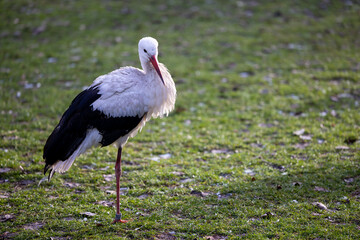 Storks walking on the grass in search of food. An enclosure for injured birds at the zoo