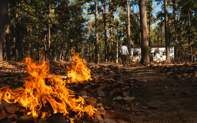 fire in the forest