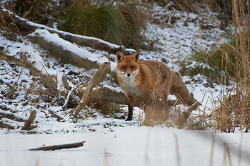 Obraz premium Red fox ,, vulpes vulpes,, in its natural environment, Danubian wetland, Slovakia