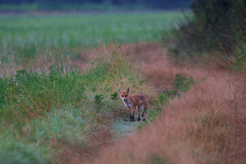 Red fox ,, vulpes vulpes,, in its natural environment, Danubian wetland, Slovakia