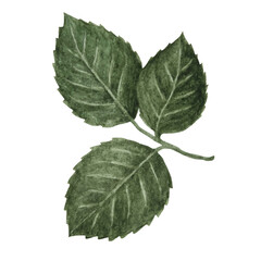 Obraz premium Pink and coral watercolor rose painting