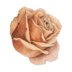Pink and coral watercolor rose painting