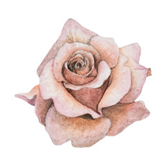 Pink and coral watercolor rose painting