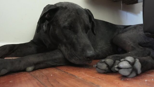 Close up indoor shot of sleeping black Great Dane Mastiff mix dog on wood floor