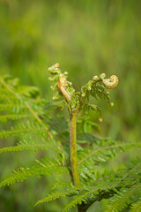 Young fern