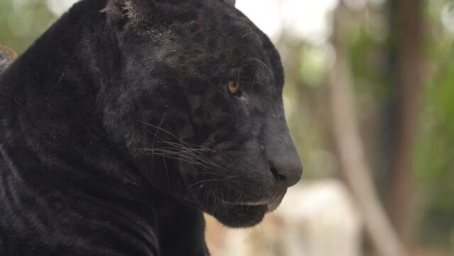 Amazonian Black Jaguars Close Up 4K. beast videos.