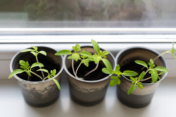 Growing vegetables on the windowsill in the house, young tomatoes in plastic cups on the window. Healthy seedlings, hobby gardening.