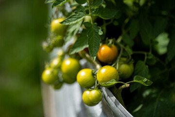 Green and red tomatoes on a plant in a vegetable garden