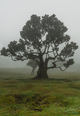 Fanal Forest in Madeira, Portugal. Ancient Laurel trees in misty fog, UNESCO site.