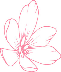 flower drawing . Hand draw for design