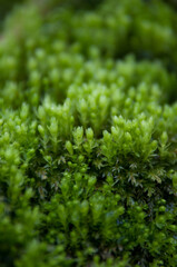 Rośliny, w lesie wiosna, kwitnące rośliny, listki, mech, drzewa w lesie, mech w lesie, bazie, zawilce, jaskinia, makro kwiaty © Freshfanpage