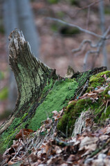 Rośliny, w lesie wiosna, kwitnące rośliny, listki, mech, drzewa w lesie, mech w lesie, bazie, zawilce, jaskinia, makro kwiaty © Freshfanpage