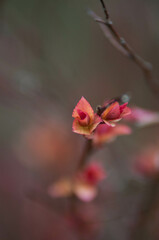 Blooming flowers, spring, wiosna