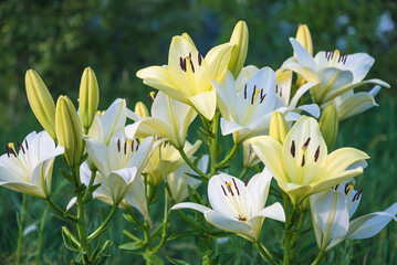 Fototapeta premium Close up for white lilies with buds in bloom