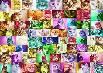 A collage, a mosaic of photos of cat portraits, toned in different colors. Abstract background,...