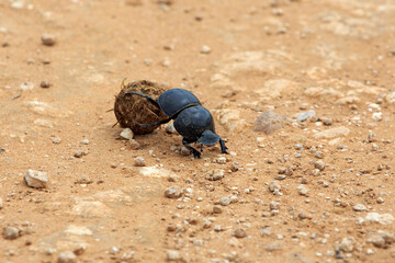 Dung Beetle