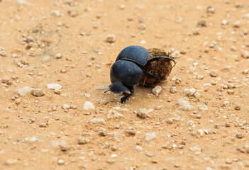 Dung Beetle 2